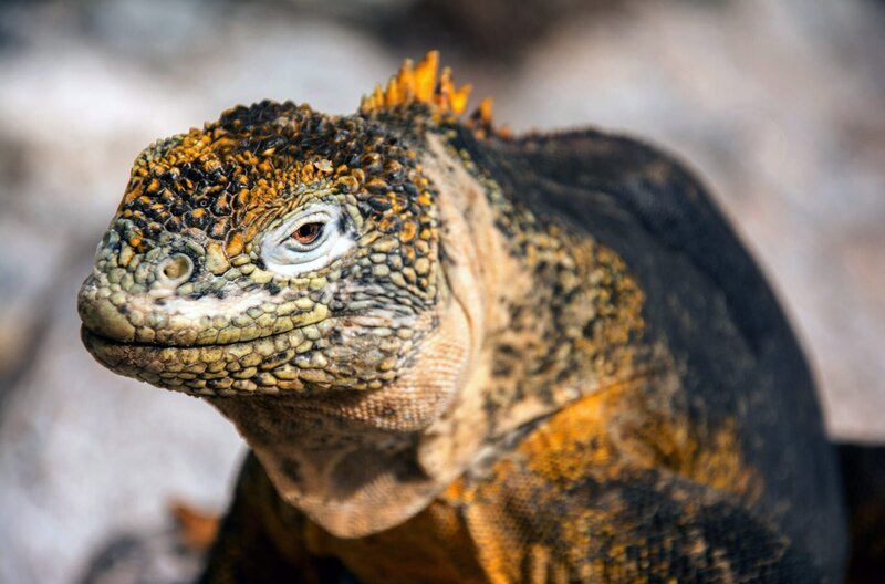 Galapagos-Landleguane sind robuste Tiere – sogar dornige Kakteengewächse stehen auf ihrem Speiseplan. – Bild: ZDF /​ © Nature Conservation Films /​ © Nature Conservation Films