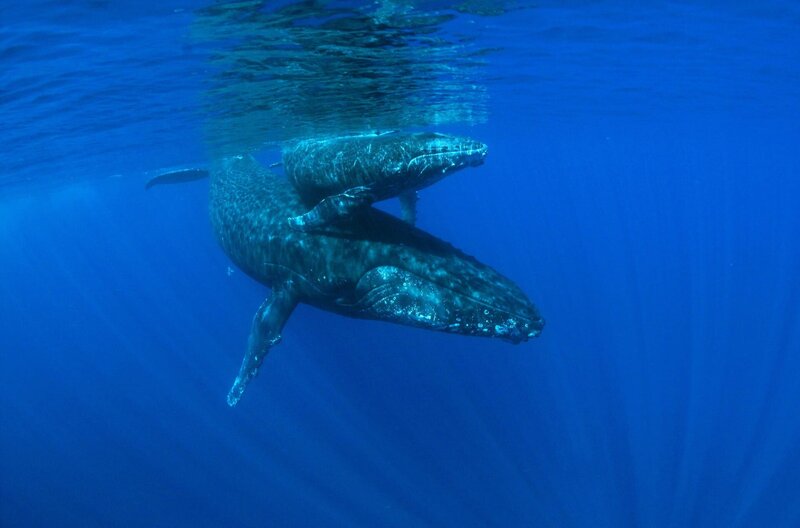 Schildkröten und Wale, Botschafter der Meere – Bild: Hendrik Sauvignet /​ Zufluchtsort: Das Waljungtier fühlt sich auf dem Rücken seiner Mutter sicher und geborgen.
