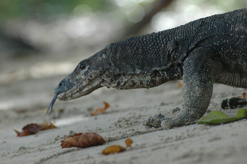Phillipines, Montior Lizard; PalawanMS; Montior Lizard; Palawan – Bild: ZDF und Richard Kirby