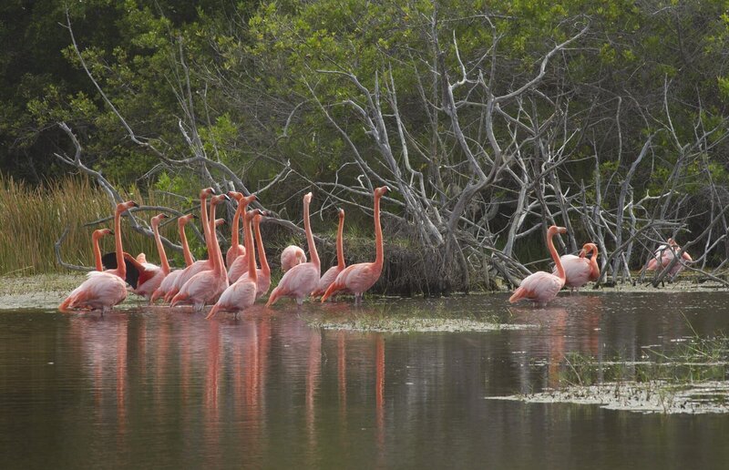 Der Kuba-Flamingo ist seinem Partner ein Leben lang treu. – Bild: ZDF und Andy Moorwood