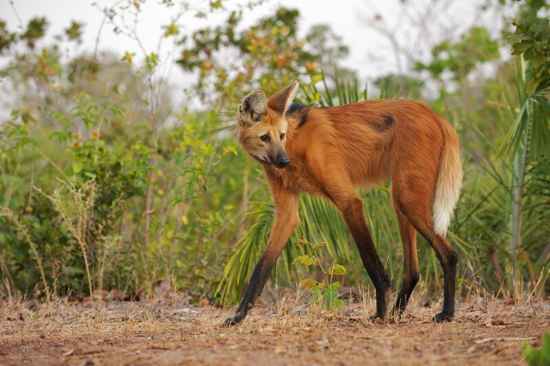 Mähnenwölfe fressen Wolfsäpfel, sind aber keine Wölfe, sondern die größten Wildhunde Südamerikas. – Bild: ZDF und Sean Crane.