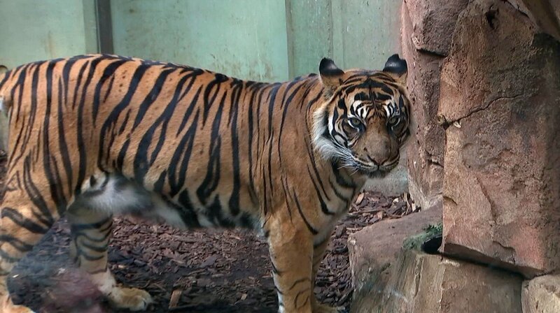 Tigermann Vanni aus dem Frankfurter Zoo ist eine beeindruckende Schönheit. – Bild: HR