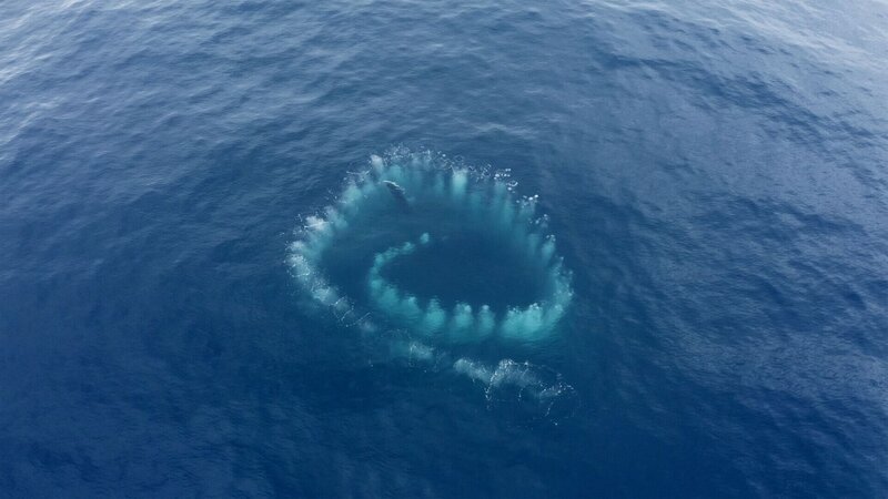 Der Blick von oben offenbart seltsame Spiralen im offenen Ozean vor der Küste Australiens. +++ – Bild: RTL /​Wild Ocean Tasmania /​ Folge 204