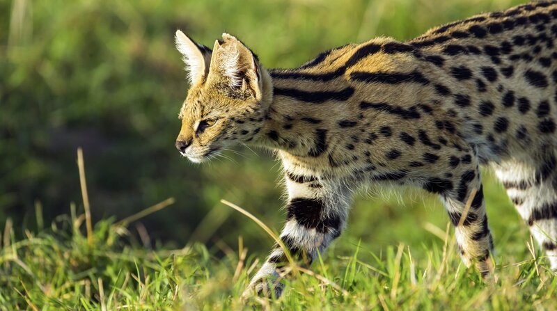 Ein lauerndes Serval-Weibchen auf der Jagd. Die Katzen orientieren sich vor allem an Geräuschen im Gras. – Bild: BR/​doclights/​NDR/​NDR Naturfilm/​Reinhard Radke