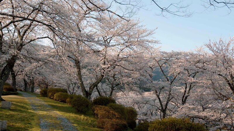 „Sakura“ heißt die japanische Kirschblüte. Die Japaner feiern die alljährliche Kirschblütenzeit mit Picknicks und Festen. – Bild: phoenix/​ZDF