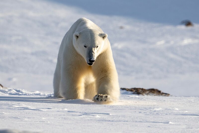Eisbär – Bild: Michael Martin