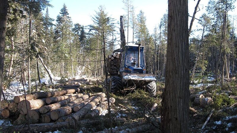 Gathering Up Logs in the Woods. – Bild: Discovery Communications