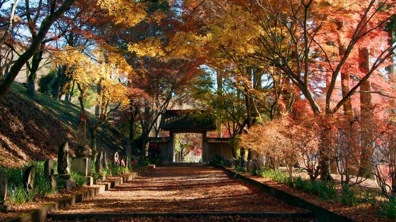 Das bunte Herbstlaub, auf Japanisch „Koyo“, wird von Japanerinnen und Japanern bei einem traditionellen Herbstspaziergang bewundert. – Bild: phoenix/​ZDF