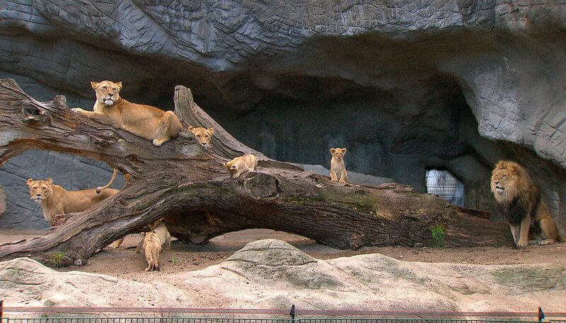 ARD/​NDR LEOPARD, SEEBÄR UND CO. FOLGE 110, „Nabelbruch beim Bisonbaby“, am Dienstag (17.04.12) um 16:10 Uhr im ERSTEN. Die Löwenfamilie hat es sich auf dem Baum gemütlich gemacht. – Bild: NDR