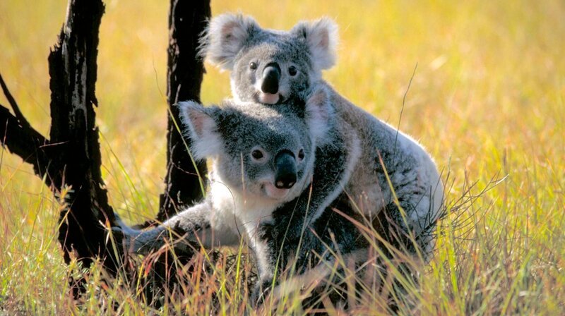 Koalas – Bild: phoenix/​ZDF