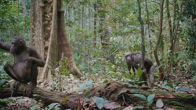 Affen im Dschungel – Bild: RTL /​ Dschungelparadies