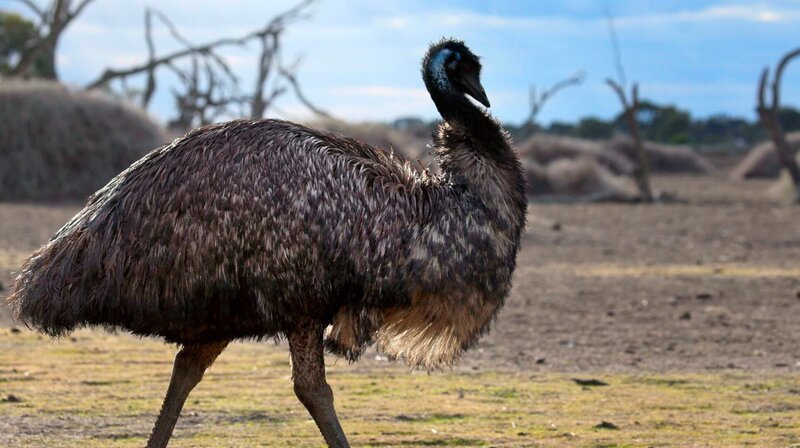 Emu – Bild: phoenix/​ZDF