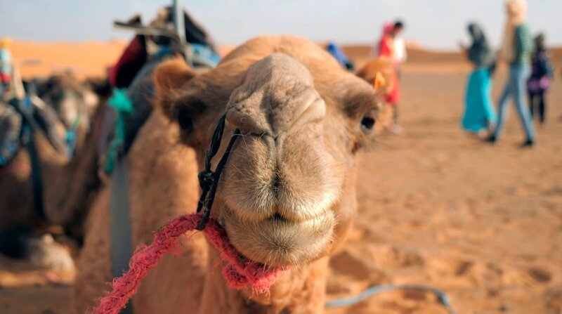 Kamel in der Wüste Erg Chebbi. – Bild: ZDF und HR/​Nina Heins.