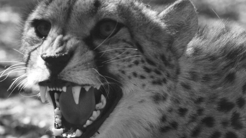 Gepard – Bild: RTL /​ © 2021 LION MOUNTAIN MEDIA (Pty) Ltd. All Rights Reserved /​ Tödliches Afrika – Das Recht des Stärkeren