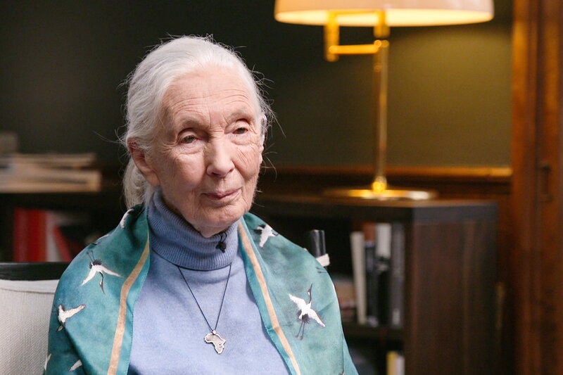 Jane Goodall - Ein Leben für die Schimpansen – Bild: SRF1