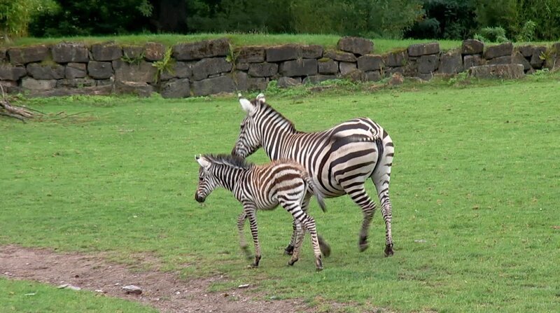 Zebrafohlen Lucia aus dem Opel Zoo Kronberg darf endlich raus auf die große Afrika-Savanne. – Bild: BR/​HR