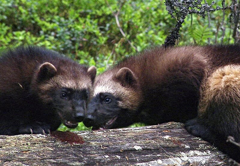 Finnland - Bären, Elche, Riesenmarder – Bild: „Bild: NDR/​NDR/​Oliver Götzl/​Ivo Nö