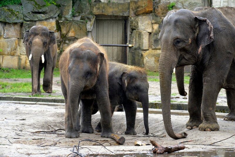 Elefantenkinder Pantha und Bogor im Tierpark Berlin. – Bild: rbb/​Thomas Ernst