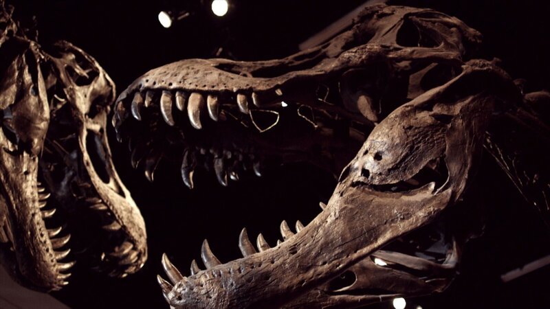 Die Doku enthüllt die neuesten wissenschaftlichen Erkenntnisse über das Aussterben der Dinosaurier. +++ Die Verwendung des sendungsbezogenen Materials ist nur mit dem Hinweis und Verlinkung auf RTL+ gestattet. +++ – Bild: RTL /​ RMC Production