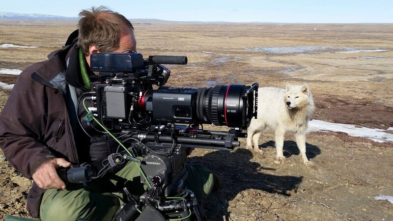 Ein junger Wolf setzt sich für Kameramann Ivo Nörenberg in Szene. – Bild: SRF/​Oliver Goetzl