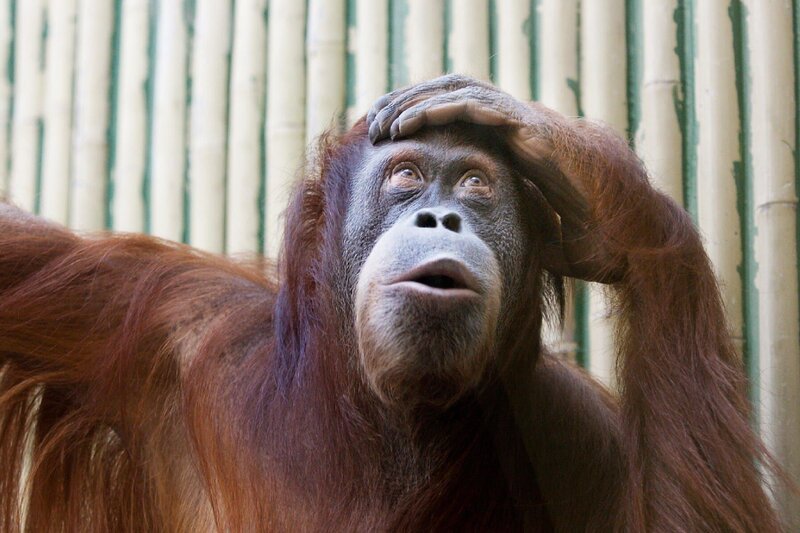 Orang-Utan im Dresdner Zoo Honorarfrei – nur fr diese Sendung bei Nennung ZDF und Steffen Junghans – Bild: ZDF und Steffen Junghans