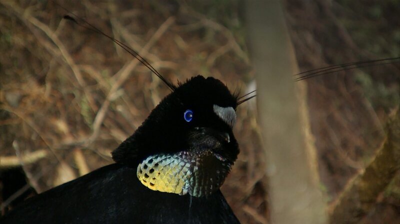 Das Männchen des Strahlenparadiesvogels. – Bild: BR