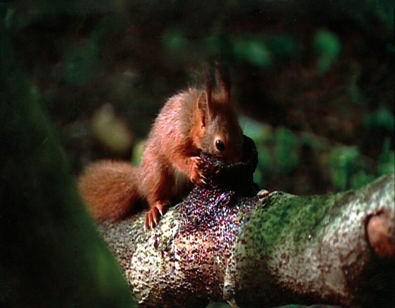 Das Eichhörnchen wird bald aus den britischen Wäldern und Parkanlagen verschwunden sein. – Bild: BR