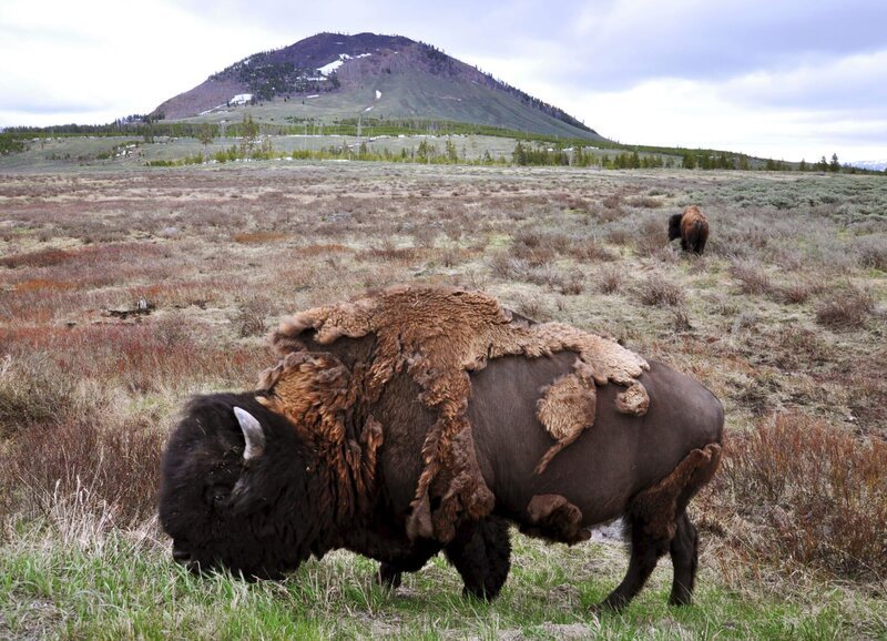 Bison im Yellowstone-Park, USA. – Bild: ZDF und SRF