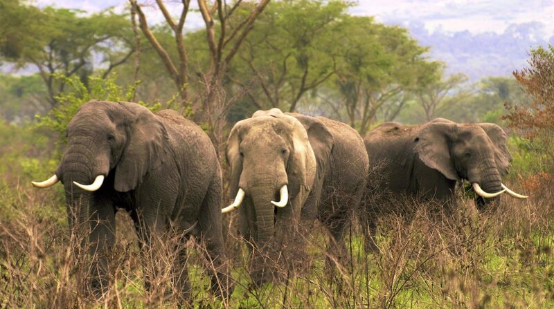 Männerbünde: Lange dachte man, sie seien Einzelgänger, doch im Süden des Queen Elizabeth Nationalparks kommen die großen Elefantenbullen zusammen. Warum sie sich hier treffen ist noch unerforscht. – Bild: BR/​doclights/​NDR/​Terra Mater Facutal Studios/​Harald Pokieser