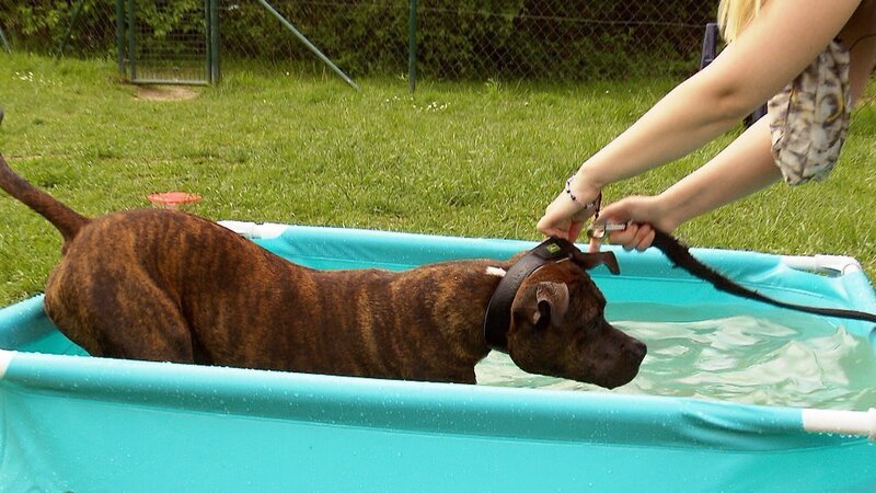 Bei einem Test zerlegt Staffordshire Terrier „Buddy“ ein Planschbecken nach dem anderen. – Bild: VOX