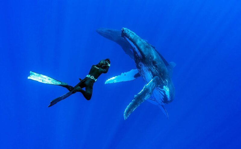 Im Gegensatz zum Menschen sind Buckelwale in den Tiefen des Meeres in ihrem Element. – Bild: ZDF/​Uli Kunz