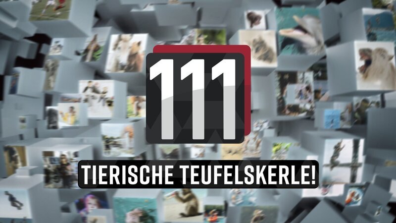 111 tierische Teufelskerle! – Logo – Bild: SAT.1 Eigenproduktionsbild frei