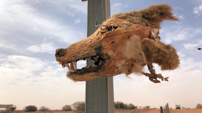 Makabre Dekoration: Zur Abschreckung hängen Australiens Farmer Dingo-Köpfe an die Grenzen ihrer Farmen. – Bild: NDR