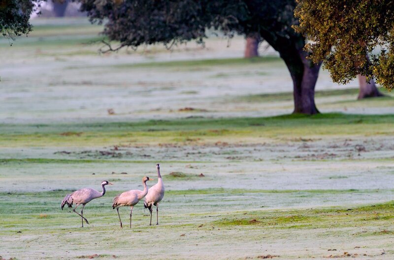 Die Gallocanta-Lagune bietet den Kranichen alles, was sie benötigen, um nach dem Flug über die Pyrenäen wieder zu Kräften zu kommen: Feuchtgebiete, grasbewachsene Ebenen und ausgedehntes Kulturland. – Bild: 2012 Rafael Ruiz Fuente /​ Die Gallocanta-Lagune bietet den Kranichen alles, was sie benötigen, um nach dem Flug über die Pyrenäen wieder zu Kräften zu kommen: Feuchtgebiete, grasbewachsene Ebenen und ausgedehntes Kulturland.
