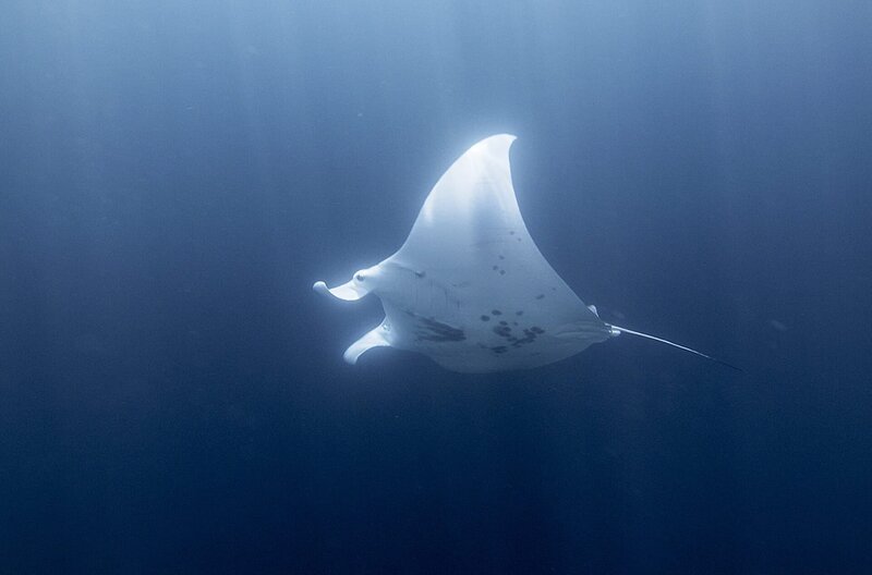 Für Ismaël steht fest, dass Mantarochen von den Geistern der Ahnen als Zeichen der Beruhigung gesandt werden. – Bild: Blue Earth Production /​ © Blue Earth Production