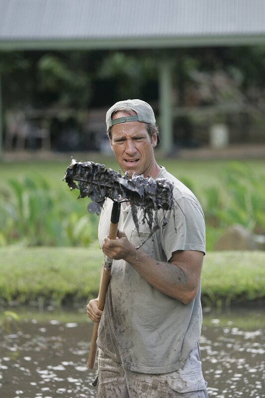 July 1. Kona, HI: Mike Rowe, host of the Discovery Channel’s Dirty Jobs at Kukui Farms, a Taro field outside of Hawi, HI, July 1, 2005. (Discovery Channel) – Bild: Byline: Marco Garcia, Credit: Discovery Channel,