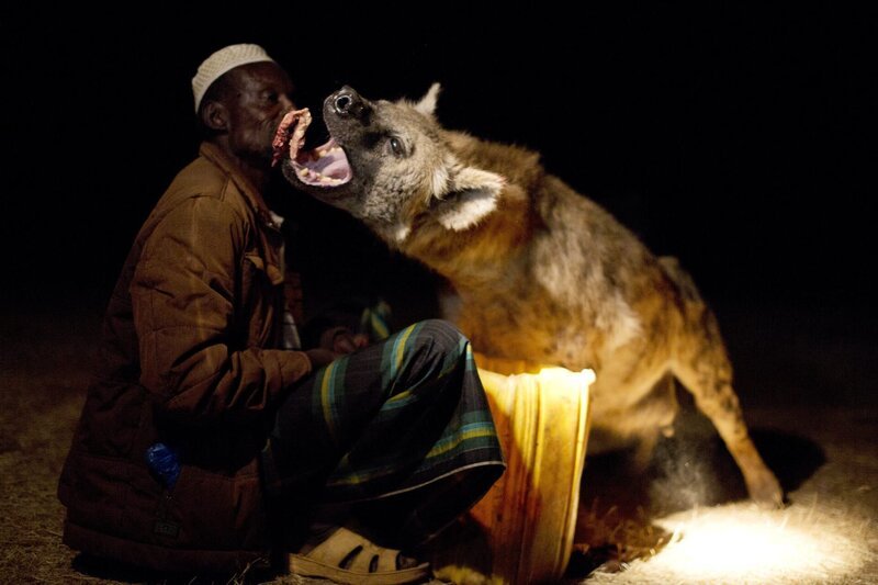 Yusef ist einer der wenigen Menschen in Harar, Äthiopien, der eine enge Beziehung zu wilden Hyänen pflegt. Er ruft sie in sein Haus und füttert sie mit der Hand. – Bild: ZDF und Fredi Devas/​Fredi Devas