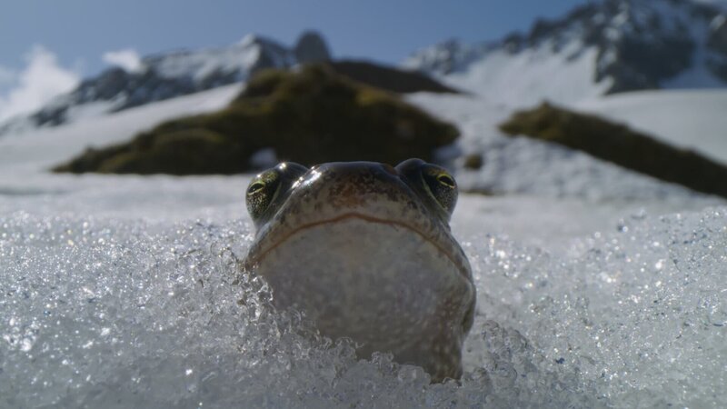 In den Französischen Alpen bekommt ein Grasfrosch Frühlingsgefühle. – Bild: ZDF und BBC STUDIOS./​BBC STUDIOS
