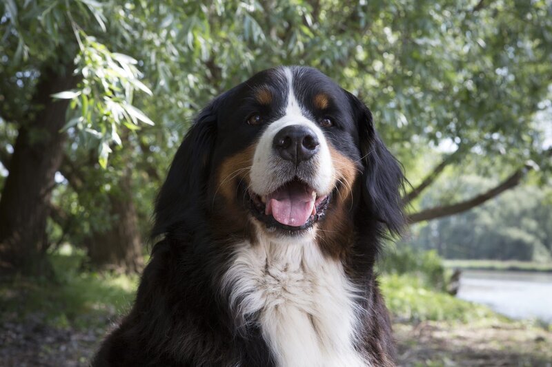 Hund Keks hört ein Geräusch im Wald und folgt seiner guten Spürnase, bis er auf Diego Dachs trifft. – Bild: ZDF/​Zia Ziarno