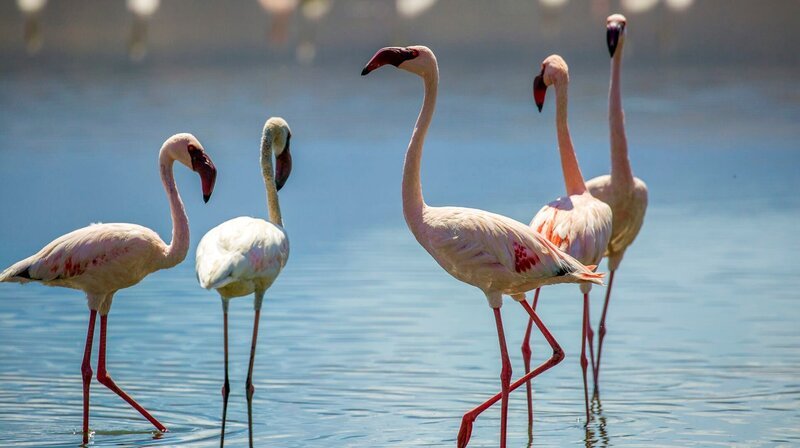 Die Federn eines Flamingos müssen in perfekt gepflegt sein, damit sie einen Partner finden. – Bild: NDR/​Doclights Naturfilm/​Howard Bourne/​Silverback Films