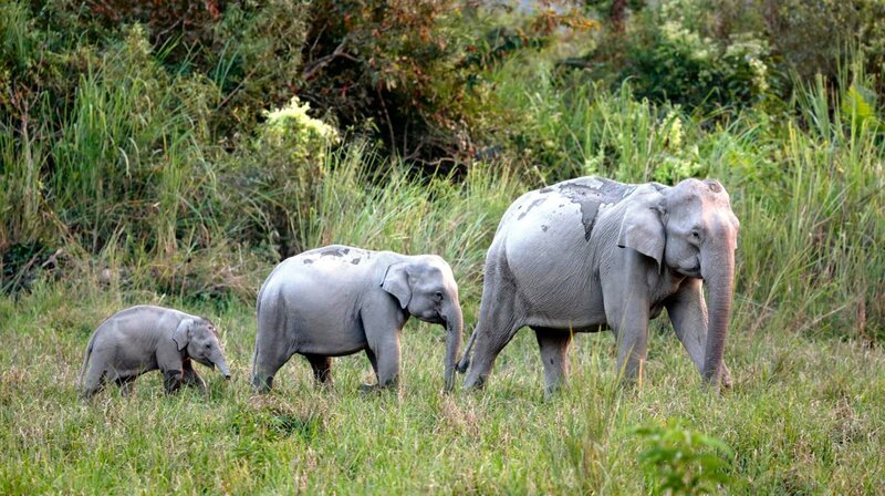 Elefantenfamilie Kazigranga – Bild: PHOENIX/​ZDF/​Andreas Kieling