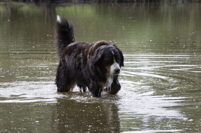 Gar nicht mal so einfach auf dem Wasser zu tanzen. Hund Keks kann mit Wendelin Wasserläufer nicht mithalten. – Bild: ZDF/​Zia Ziarno