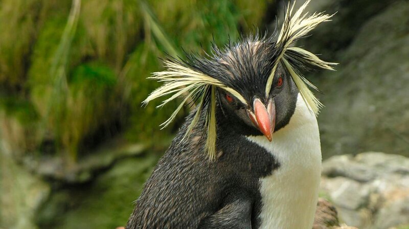 In spektakulären Bildern zeigt der Film die Vielfalt der Inseln im Atlantik – von Polarfüchsen auf Island über Landkrabben und Meeresschildkröten in tropischen Breiten bis zu Albatrossen und Pinguinen am Rand der Antarktis. – Bild: phoenix/​3sat/​ZDF