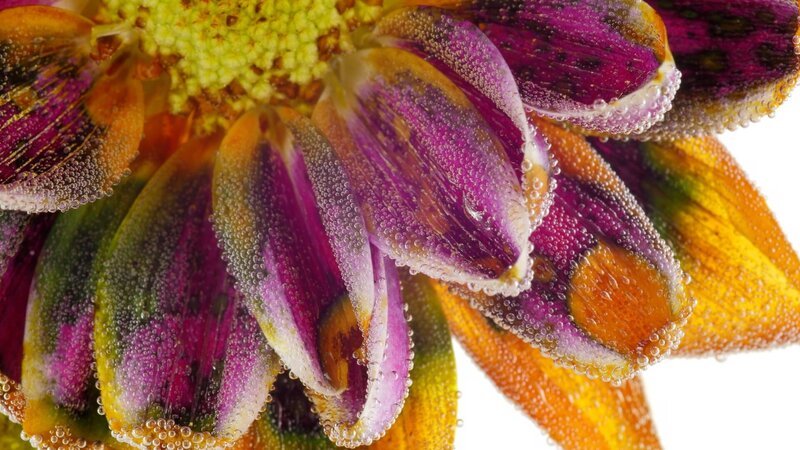 Makroaufnahme eines Farbwechsels von Blütenpigmenten. – Bild: ZDF und Xinzhi Digital Media./​Xinzhi Digital Media