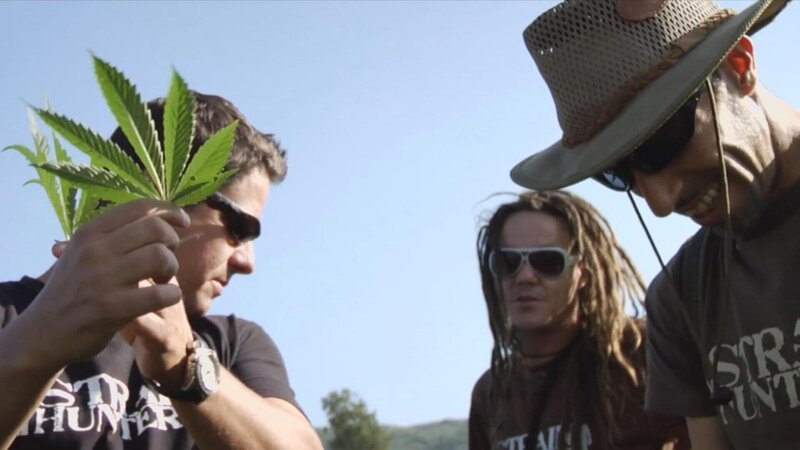 Arjan Roskam gilt als König des Cannabis. – Bild: ZDF und Stéphane Milon/​Stéphane Milon