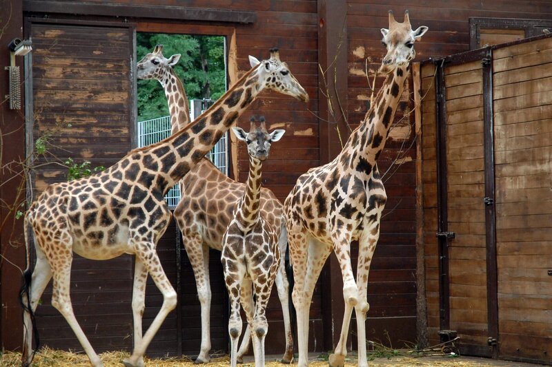 Giraffen im Leipziger Zoo. – Bild: ARD/​Christa Köfer