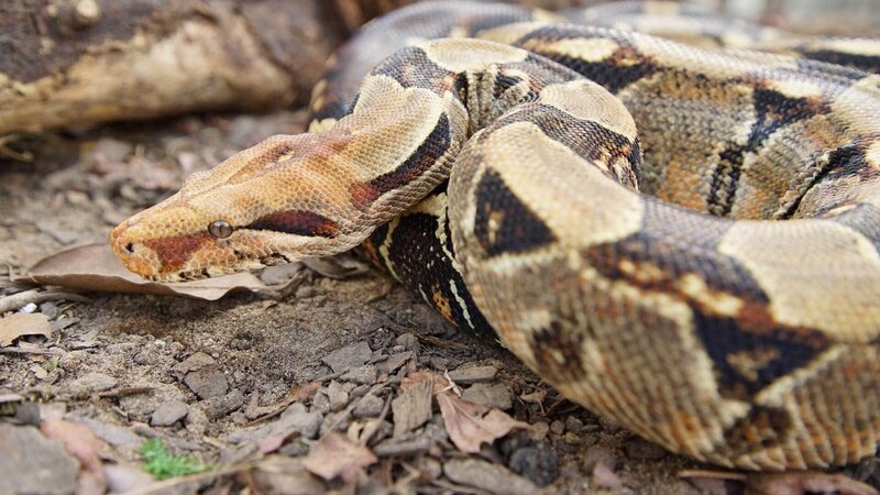 Boa constrictor (Abgottschlange) – Bild: RTL/​ © MMXX Earth Touch USA LLC All Rights Reserved.