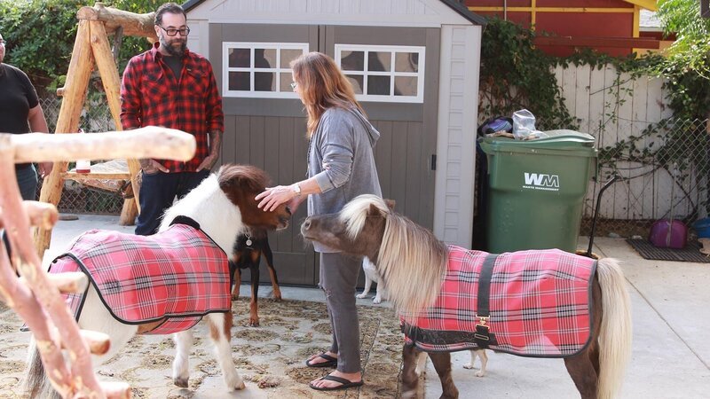 Host Antonio Ballatore watches Debbie Rettig and her miniature horses. – Bild: Discovery Communications, LLC