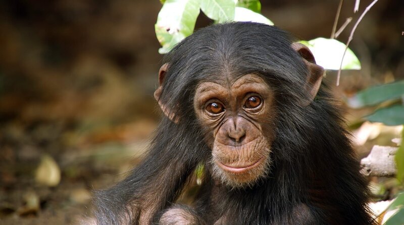 Junger Schimpanse, Senegal, Westafrika. – Bild: BBC NHU/​BR/​WDR