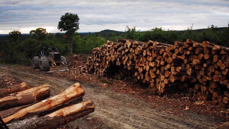Skidder at loading site as seen on episode two of American Loggers. – Bild: Warner Bros. Discovery